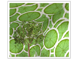 Use Green For Ecology & Relaxation